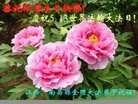 ֹ,󷨵ӹ編ִʦ𻪵(23)
