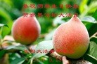 ֹ,󷨵ӹ編ִʦ𻪵(26)
