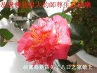 ֹ,«󷨵ӹ編ִʦ𻪵(24)
