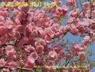 ֹ,֣ݴ󷨵ӹ編ִʦ𻪵(26)
