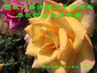 ֹ,Ϋ󷨵ӹ編ִʦ𻪵(25)
