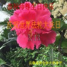 ֹ,ϴ󷨵ӹ編ִʦ𻪵(22)
