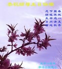 ֹ,󷨵ӹ編ִʦ𻪵(22)
