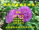 ֹ,ɽ󷨵ӹ編ִʦ𻪵(25)
