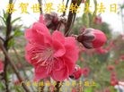 ֹ,㶫󷨵ӹ編ִʦ𻪵(25)
