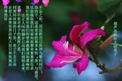 ֹ,«󷨵ӹ編ִʦ𻪵(24)
