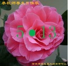 ֹ,д󷨵ӹ編ִʦ𻪵(24)
