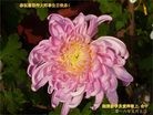 法轮功,湖南大法弟子恭贺世界法轮大法日暨师尊华诞(30条)
