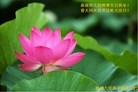 ֹ,㽭󷨵ӹ編ִʦ𻪵(22)
