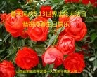 ֹ,ɽ󷨵ӹ編ִʦ𻪵(20)