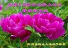 ֹ,ɽ󷨵ӹ編ִʦ𻪵(22)