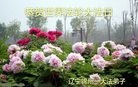 ֹ,ݴ󷨵ӹ編ִʦ𻪵(21)