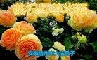 ֹ,մ󷨵ӹ編ִʦ𻪵(22)
