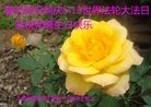 ֹ,ɽ󷨵ӹ編ִʦ𻪵(20)