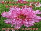 ֹ,㶫󷨵ӹ編ִʦ𻪵(23)