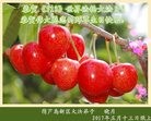 ֹ,«󷨵ӹ編ִʦ𻪵(20)