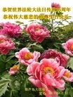 ֹ,«󷨵ӹ編ִʦ𻪵(20)