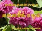 ֹ,ϴ󷨵ӹ編ִʦ𻪵(29)
