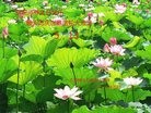 ֹ,󷨵ӹ編ִʦ𻪵(25)