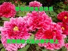 ֹ,󷨵ӹ編ִʦ𻪵(25)