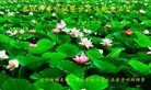 ֹ,󷨵ӹ編ִʦ𻪵(23)