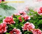 ֹ,մ󷨵ӹ編ִʦ𻪵(25)