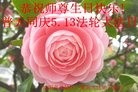 ֹ,󷨵ӹ編ִʦ𻪵(24)