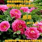 ���ֹ�,��ľ˹�󷨵��ӹ������編�ִ�����ʦ�𻪵�(21��)