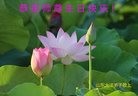 ֹ,ϴ󷨵ӹ編ִʦ𻪵(22)
