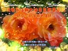 ֹ,󷨵ӹ編ִʦ𻪵(16)