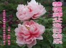 ֹ,󷨵ӹ編ִʦ𻪵(21)