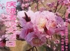 ֹ,󷨵ӹ編ִʦ𻪵(18)