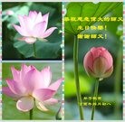 ֹ,ʯׯ󷨵ӹ編ִʦ𻪵(23)