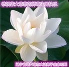ֹ,«󷨵ӹ編ִʦ𻪵(25)
