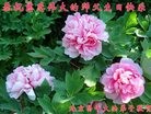 ֹ,󷨵ӹ編ִʦ𻪵(25)