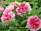 ֹ,ൺ󷨵ӹ編ִʦ𻪵(24)
