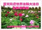 ֹ,ɽ󷨵ӹ編ִʦ𻪵(27)