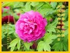 ֹ,ϴ󷨵ӹ編ִʦ𻪵(24)
