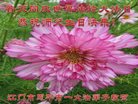 法轮功,广东大法弟子恭贺世界法轮大法日暨师尊华诞(23条)