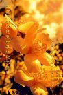 法轮功,广东大法弟子恭贺世界法轮大法日暨师尊华诞(23条)