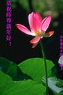 大陆大法弟子恭祝师尊农历新年好（三）