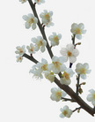 大陆大法弟子恭祝师尊农历新年好（三）