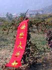 某地举办葡萄节时，葡萄园里的法轮功横幅　10/2004