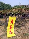 某地举办葡萄节时，葡萄园里的法轮功横幅　10/2004