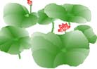 绘画：莲花
