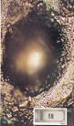 Published on 11/2/2004 贴上“恶魔”字样之后所观察到的水结晶