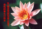 Published on 5/13/2008 大陆大法弟子祝贺世界法轮大法日暨师尊寿辰（五）