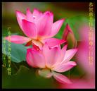 Published on 5/13/2008 大陆大法弟子祝贺世界法轮大法日暨师尊寿辰（六）