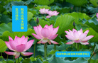 Published on 5/13/2008 ½󷨵ף編ִʦٳ