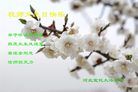Published on 5/14/2008 大陆大法弟子祝贺世界法轮大法日暨师尊寿辰（十九）